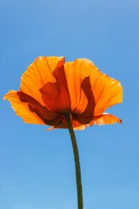 orange flower